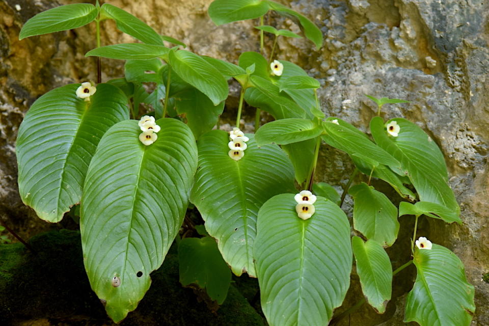 Microchirita fuscifaucia. Naiyana Tetsana 