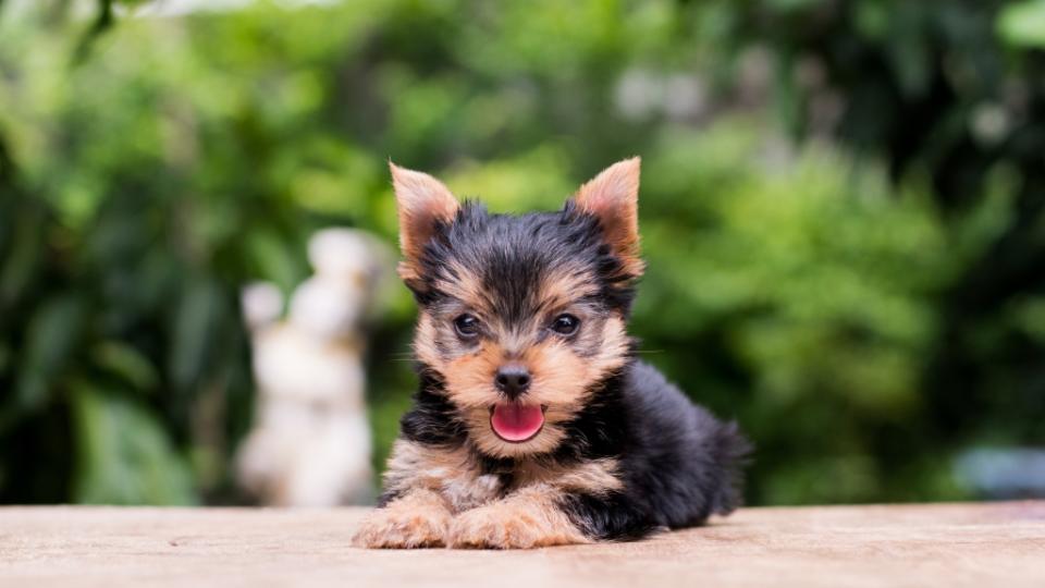 Yorkie puppy sticking tongue out