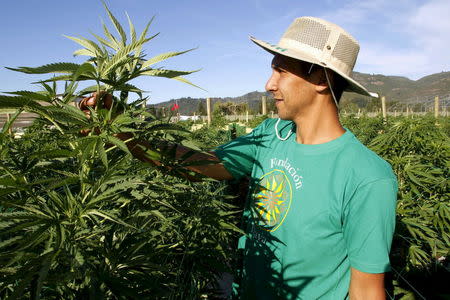 A worker inspects a plant at a medicinal cannabis plantation, part of a project by the Daya Foundation non-governmental organisation, in rural Quinamavida near Talca, Chile, January 18, 2016. REUTERS/Sebastian Martinez