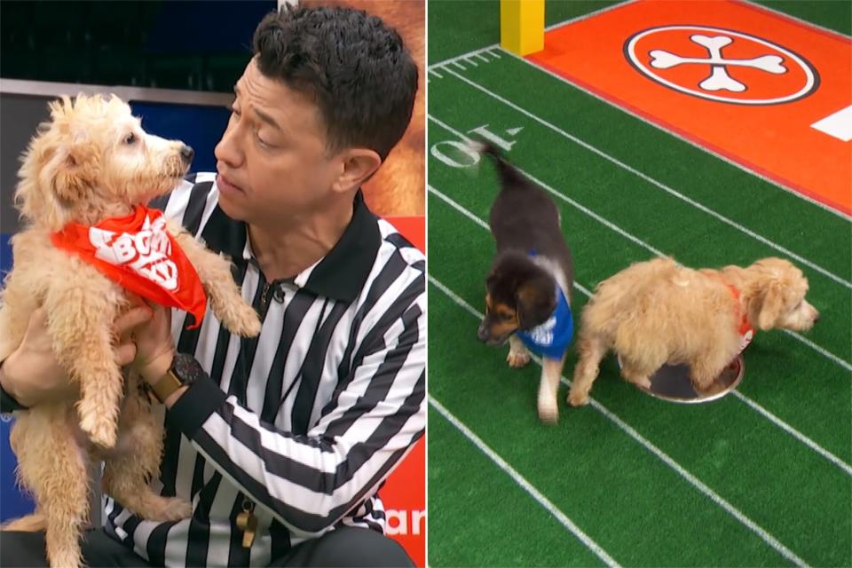 Puppy Bowl 19