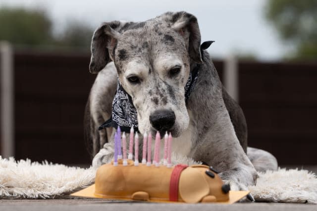 British Great Dane is the oldest in the world - thanks to chicken dinners and lots of love