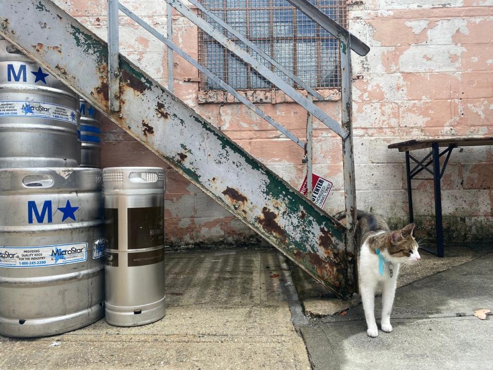 Evil Twin Brewing cat has its own resident moggy (Tamara Hinson)