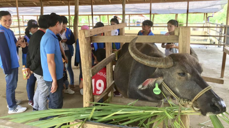 Villagers around Luang Prabang travel up to two hours to bring their pregnant buffalo to the farm to be milked. - Laos Buffalo Dairy