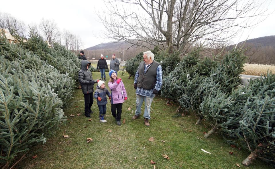 Christmas tree shopping in Hancock, Massachusetts.