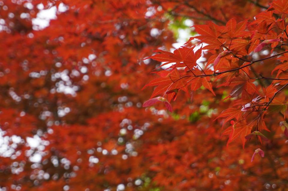 Japanese maples grow at the Ohio Agricultural Research and Development Center.