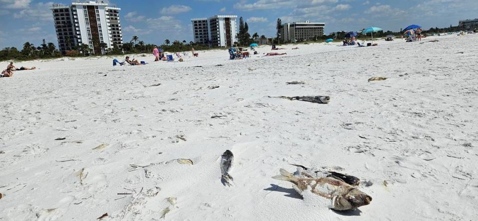 Los visitantes caminaron de puntillas alrededor de los peces muertos que la playa Lido que la marea roja continúa afectando las playas de Florida durante la temporada turística.