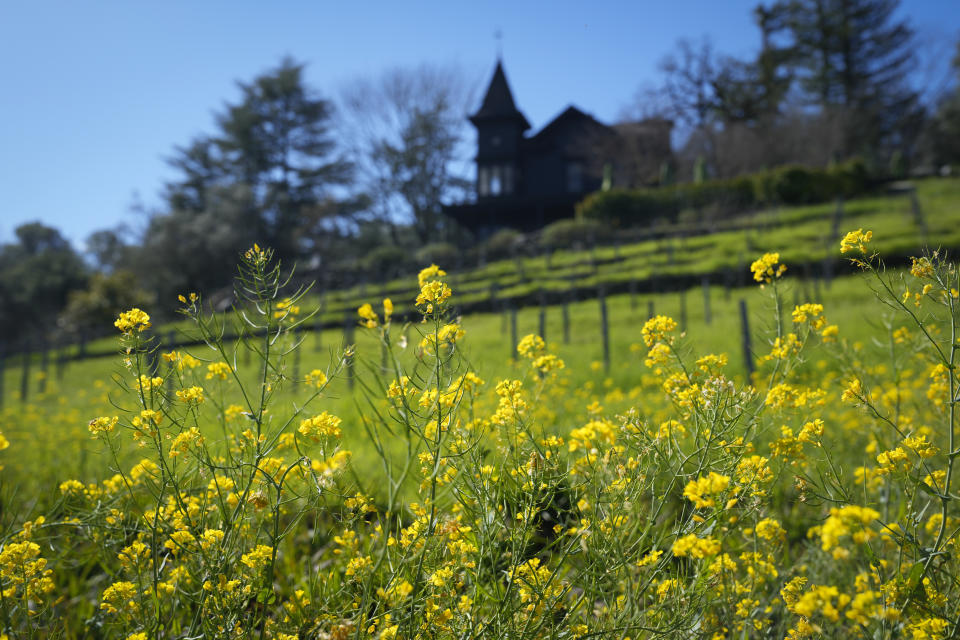Mustard grows below a vineyard and the Faust Haus in St. Helena, Calif., Wednesday, Feb. 28, 2024. Brilliant yellow and gold mustard is carpeting Northern California's wine country, signaling the start of spring and the celebration of all flavors sharp and mustardy. (AP Photo/Eric Risberg)