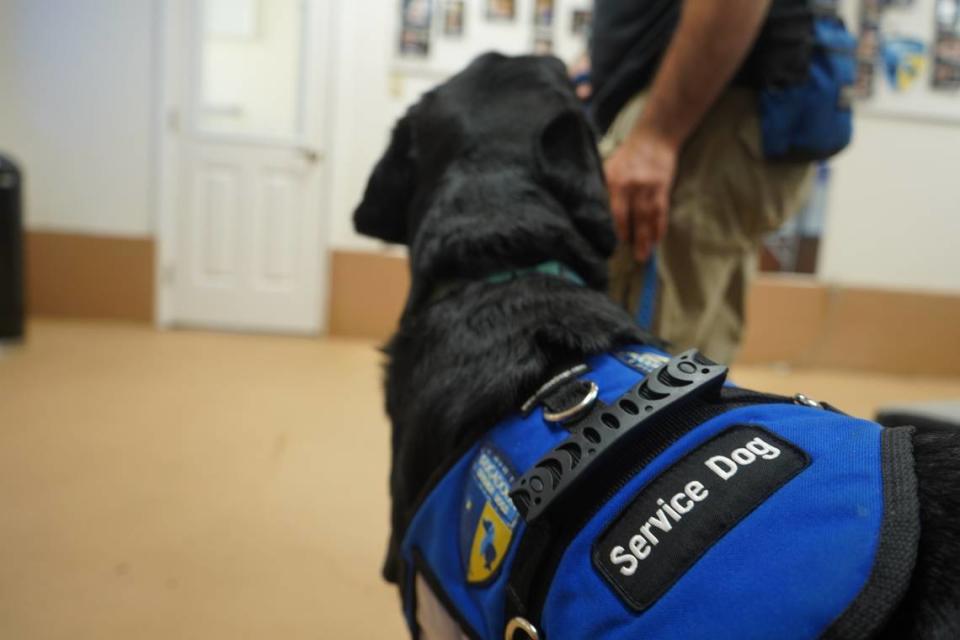 Keegan, a Labrador Retriever at Brigadoon Service Dogs, wears a service dog training jacket while practicing commands on July 6, 2023, at the organization’s facility in Bellingham, Wash.