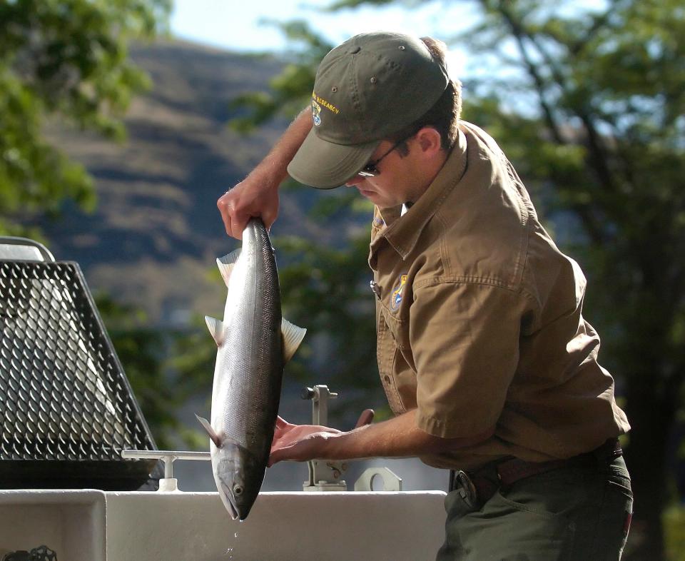 Dan Green of the Idaho Department of Fish & Game loads one of four sockeye salmon into a tank mounted on a truck for transport to the Eagle Fish Hatchery in Lewiston, Idaho., in 2010