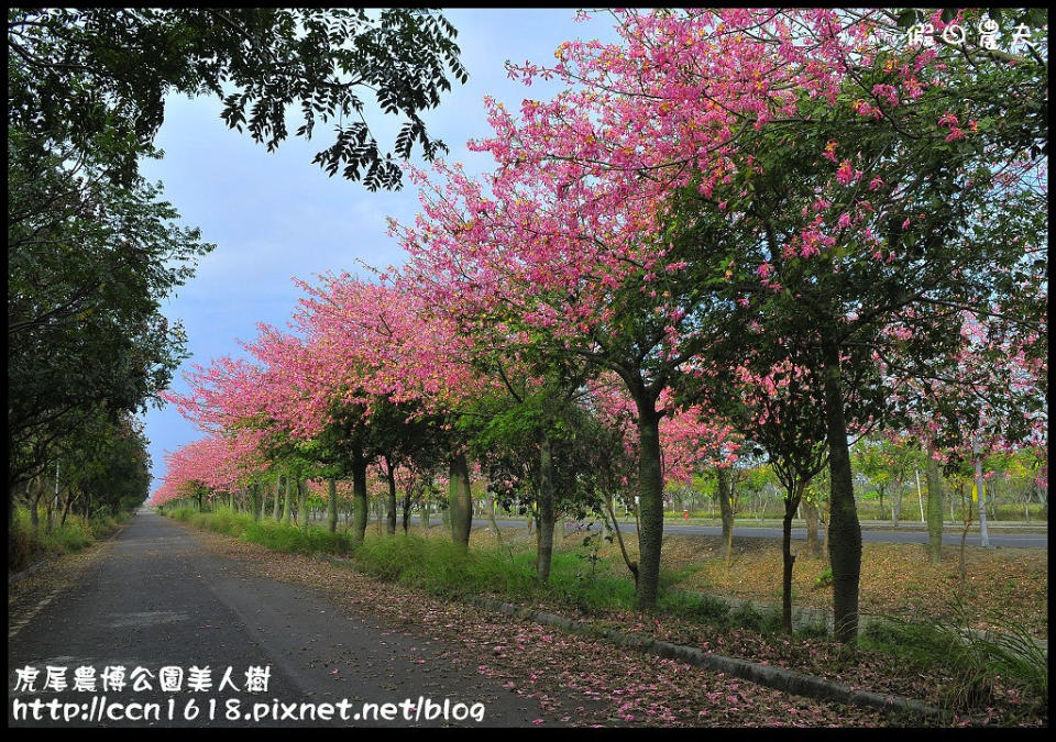 虎尾美人樹大道(Photo Credit: 假日農夫趴趴照@Flickr, License: CC BY-SA 2.0，圖片來源：https://www.flickr.com/photos/88213950@N07/15400154653)