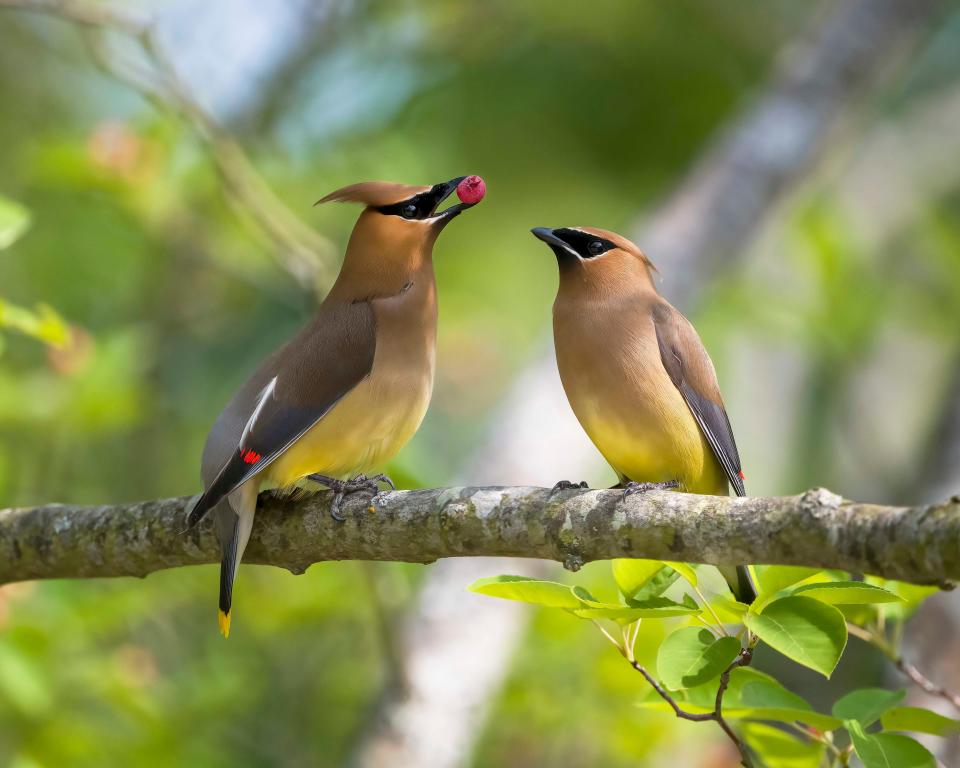 The Ohio Department of Natural Resources chose this picture of two Cedar Waxwings sharing the fruit of a serviceberry tree to be used on the 2024 Ohio Wildlife Legacy Stamp. The photo was taken by Roni Leatherman, a 2005 Rittman High graduate.