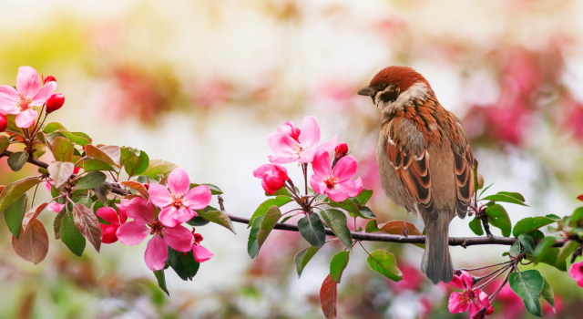 VRAI OU FAUX. Faut-il continuer de nourrir les oiseaux au printemps ? 