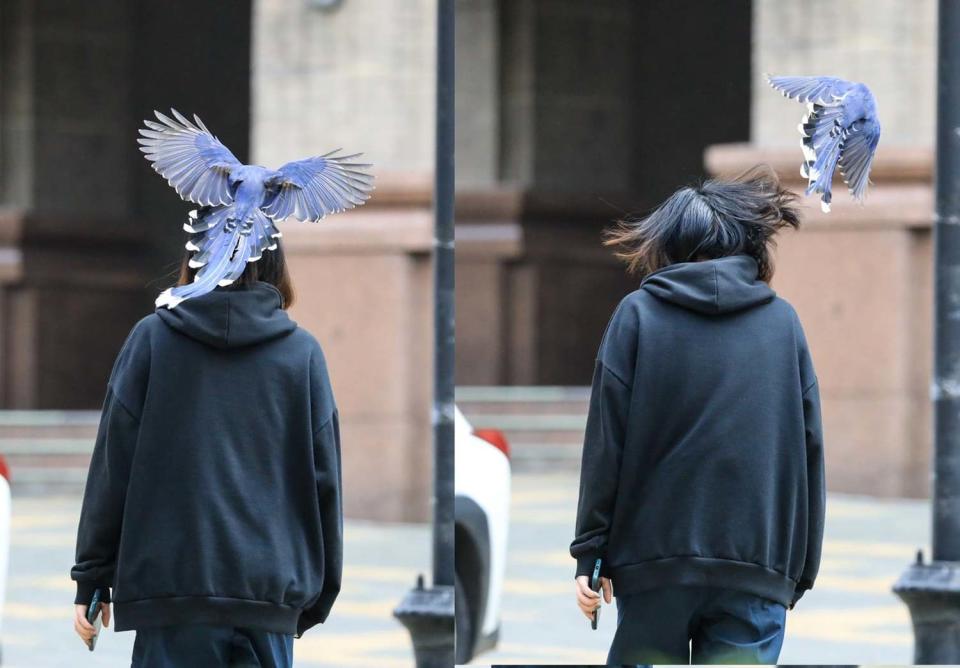 國寶鳥類台灣藍鵲近來出現在文化大學校內的狀況頻繁。   圖王翔郁教授攝/文化大學官方臉書