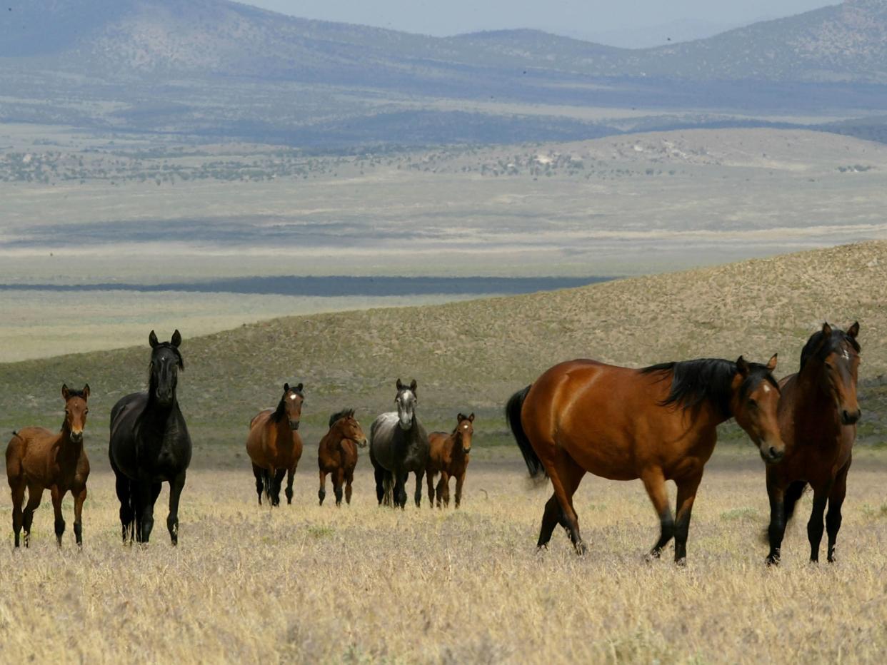 <p>A group of wild horses walks through a field on 7 July 2005 in Eureka, Nevada</p> ((Getty Images))