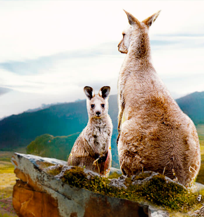 El valle de los canguros es un documental que nos lleva a conocer a Mala, una pequeña canguro que acaba de nacer y que no lo tendrá nada fácil para sobrevivir en el hostil entorno australiano.