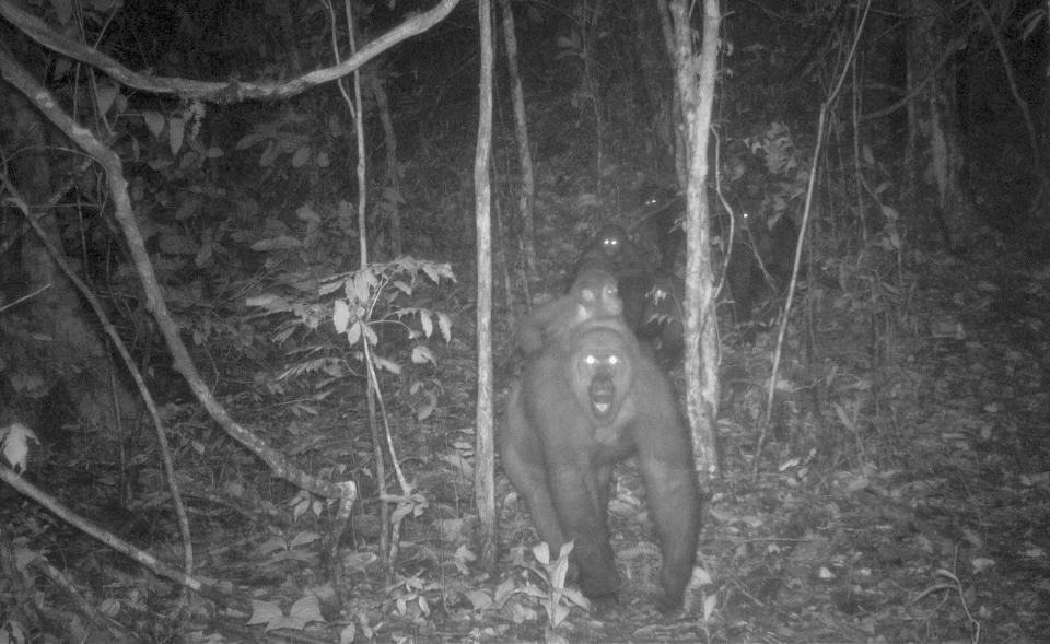 This photo taken by a camera trap shows a group of Cross River gorillas in the Mbe Mountains of Nigeria on Wednesday, May 27, 2020. Conservationists have captured the first images of a group of rare Cross River gorillas with multiple babies in the Mbe mountains of Nigeria, proof that the subspecies once feared to be extinct is reproducing amid protection efforts. (WCS Nigeria via AP)