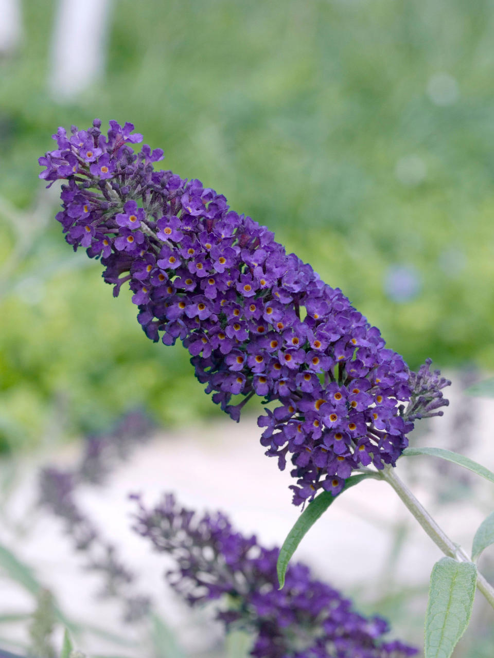 Buddleja davidii 'Black Knight'