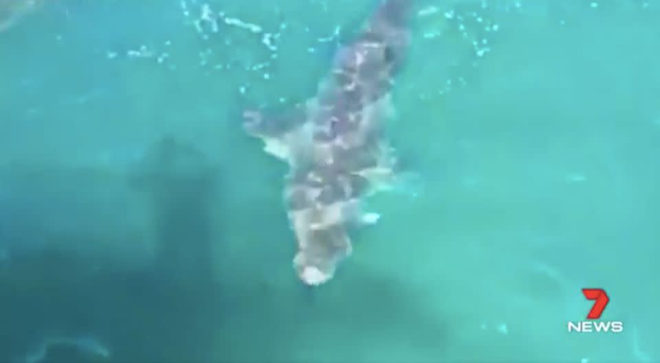 The shark was more than four metres long. Source: 7 News