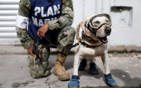 A member of the Mexican Navy stands next to a rescue dog  - Credit: EdgardGarrido/Reuters