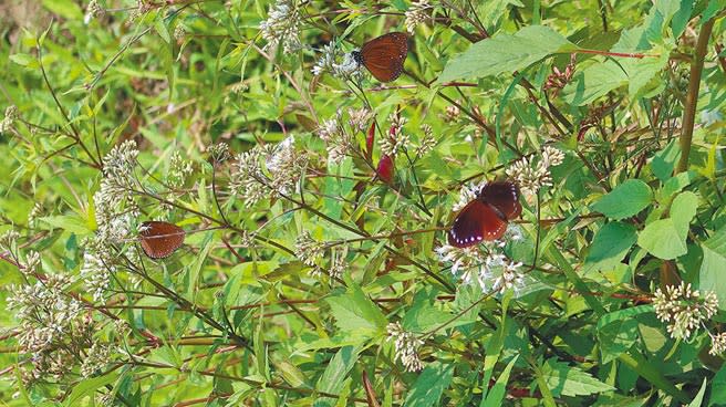紫斑蝶本月抵達雲林縣林內鄉，21日首次出現每分鐘480隻。（周麗蘭攝）