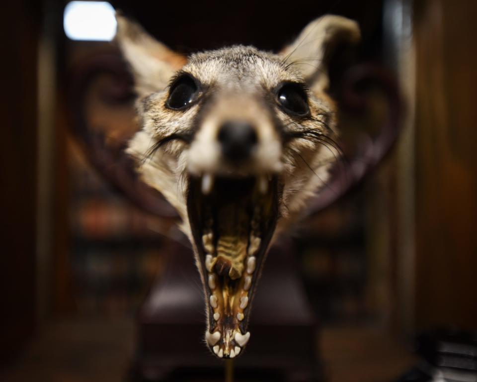 A fox head for sale seen Tuesday Jan. 11, 2022, at Voodoo's World of Oddtiques in the REO Town Marketplace on South Washington Avenue in Lansing.