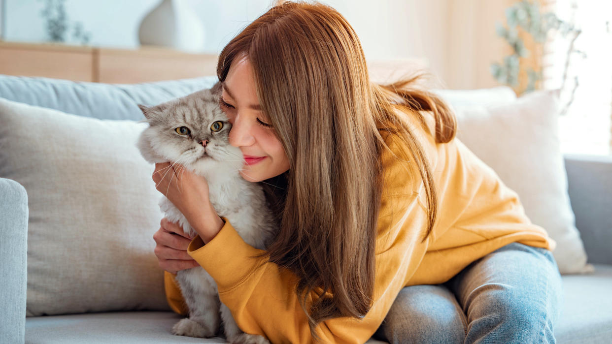 Persian cat being cuddled by Asian woman