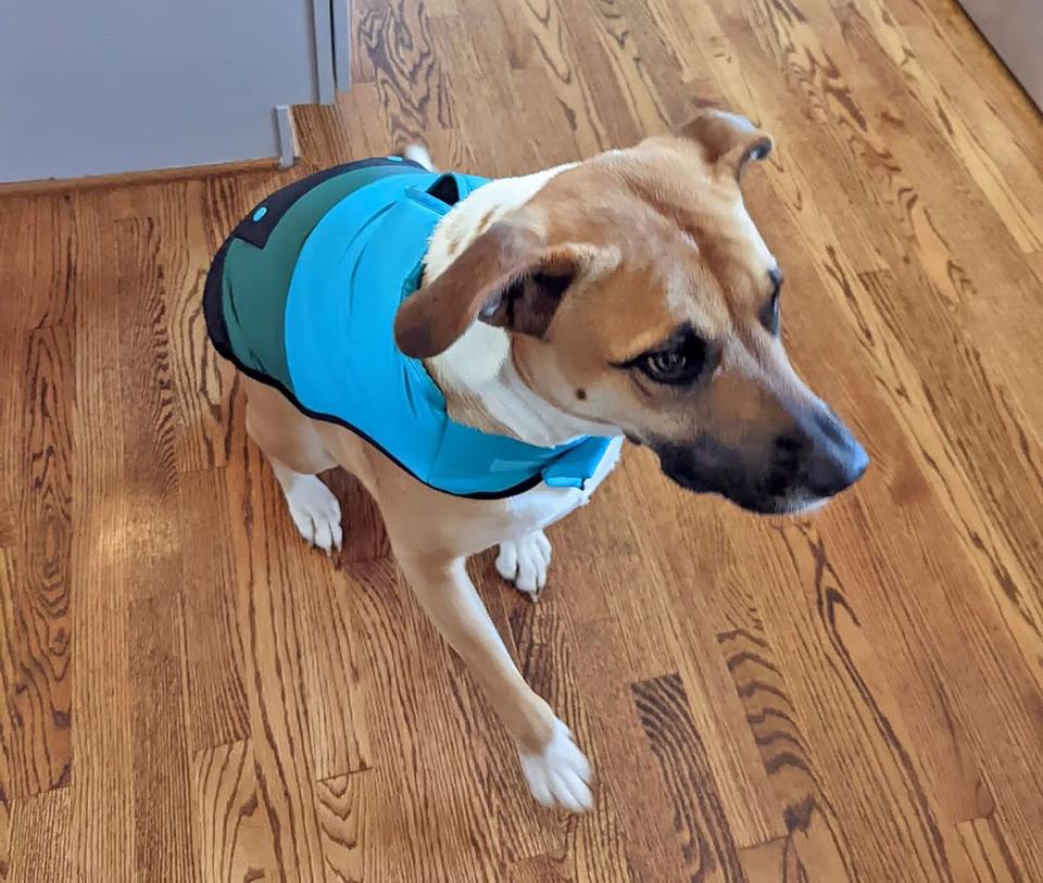 dog wearing Target Lego Dog Vest
