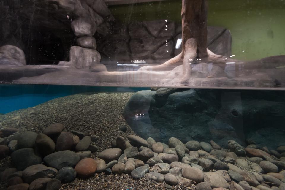 The otter exhibit is shown at Jungle Reef, El Paso’s first interactive aquarium, on Tuesday, Nov. 28, 2023, in the Shoppes at Solona in West El Paso.