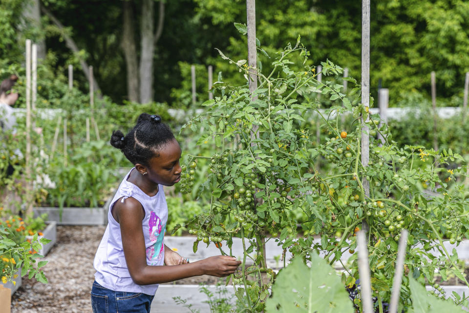 This photo released by The New York Botanical Garden shows schoolchildren learning about growing food in the garden’s 3-acre Edible Academy. (The New York Botanical Garden via AP)