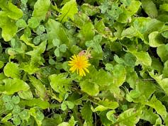 A dandelion.