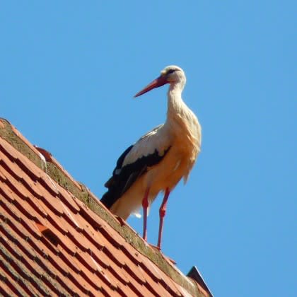 Storks Bring Babies