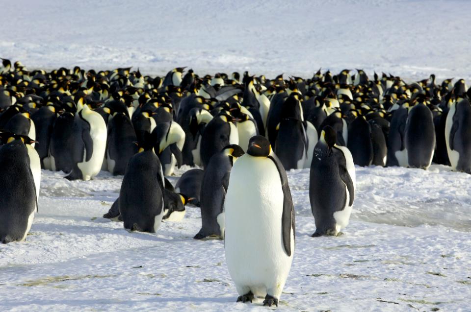 emperor penguins