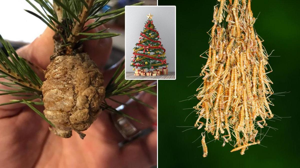 Why you should remove your old Christmas tree if you see a walnut cluster