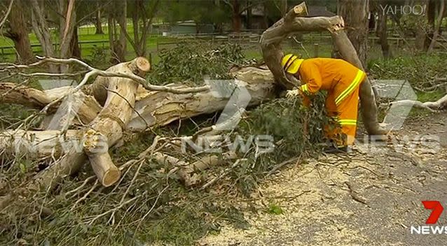 One of the biggest concerns for police is falling trees. Photo: 7 News