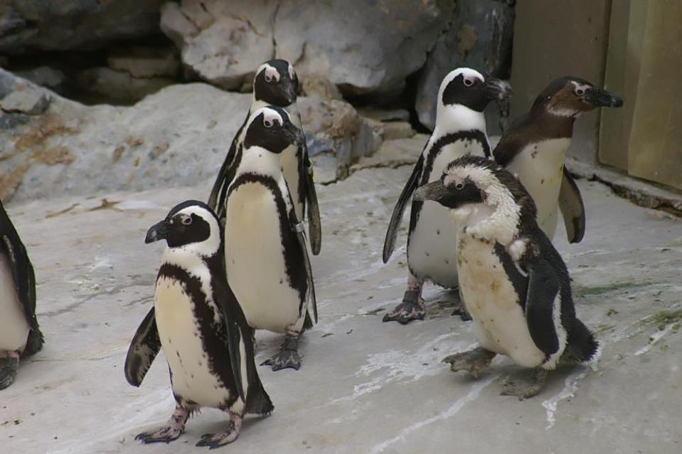 Grupo de pingüinos del cabo <i>Spheniscus demersus</i>. (Imagen Creative Commons vista en Wikimedia).