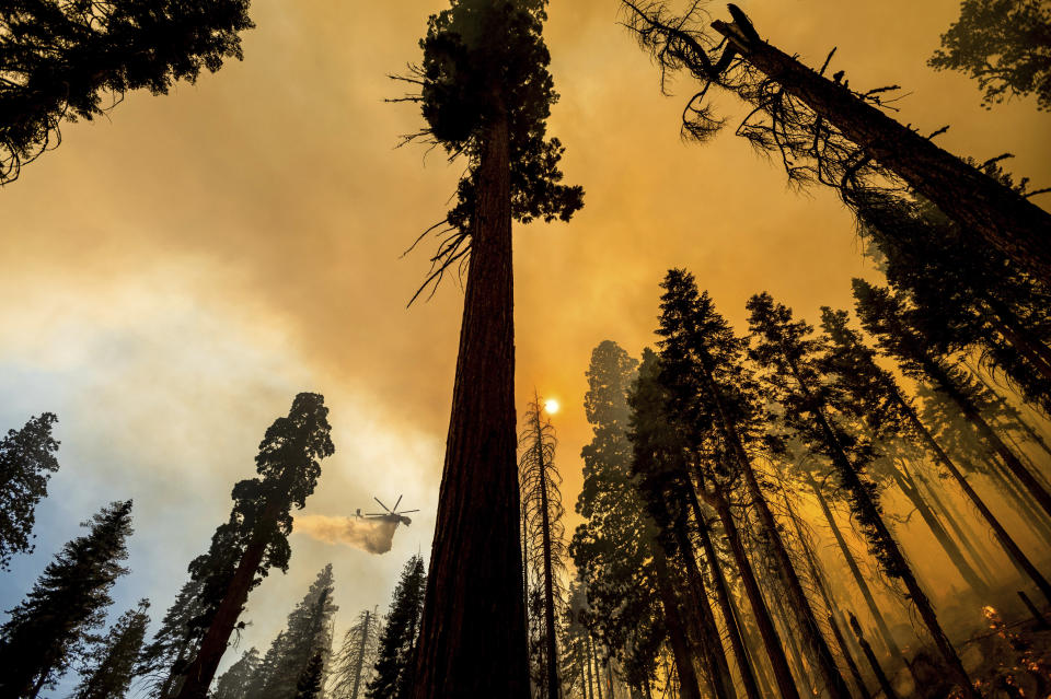 A helicopter drops water on the Windy Fire burning in the Trail of 100 Giants grove of Sequoia National Forest, Calif., on Sunday, Sept. 19, 2021. (AP Photo/Noah Berger)