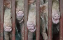 Piglets are left inside their pens by their owners a village beside Taal volcano where residents have evacuated to safer ground in Agoncillo, Batangas province, southern Philippines on Saturday Jan. 18, 2020. The Taal volcano near the Philippine capital emitted more ash clouds Saturday, posing the threat of another eruption. (AP Photo/Aaron Favila)