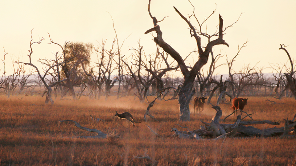 Against a dry landscape, a kangaroo can be seen hopping past cattle. 