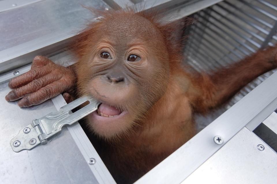 The man deliberately fed the orangutan allergy pills mixed with milk (REUTERS)