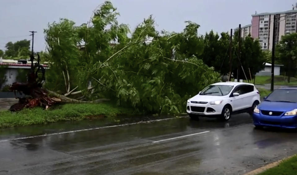 In this image made from video, a large tree toppled by tropical storm winds is seen in Alto Trujillo, Puerto Rico, Thursday, July 30, 2020. Tropical Storm Isaias knocked out power and caused flooding and small landslides across Puerto Rico and the Dominican Republic on Thursday as forecasters predicted it would strengthen into a hurricane while moving toward the Bahamas and U.S. East Coast.(AP Photo)