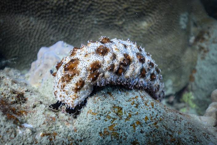 This photo taken on July 16, 2020 shows a pearsonothuria sea cucumber at Koh Tao island in the southern Thai province of Surat Thani. (Photo by Lillian SUWANRUMPHA / AFP) (Photo by LILLIAN SUWANRUMPHA/AFP via Getty Images)