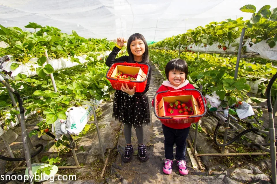 紅森林高架草莓園