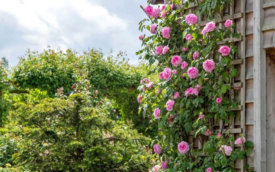 Rosa ‘Gertrude Jekyll’ - David Austin Roses