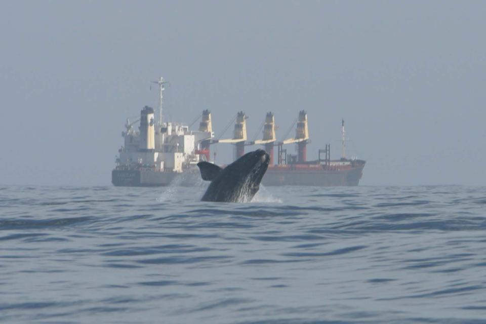 A North Atlantic right whale breaches the surface near a merchant ship in 2006. Ship strikes are among the leading causes of injury and death to the highly endangered marine mammal species.