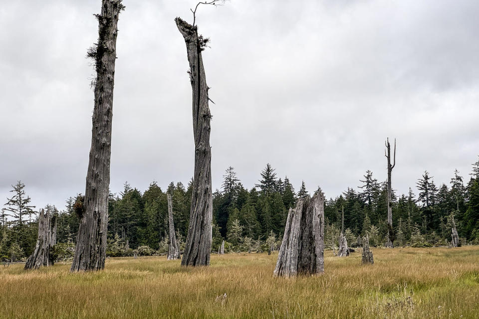 Cascadia (Evan Bush/NBC News)