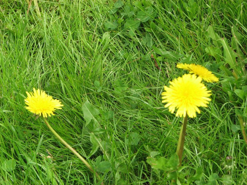 Dandelions in the lawn help feed pollinators early in the spring.