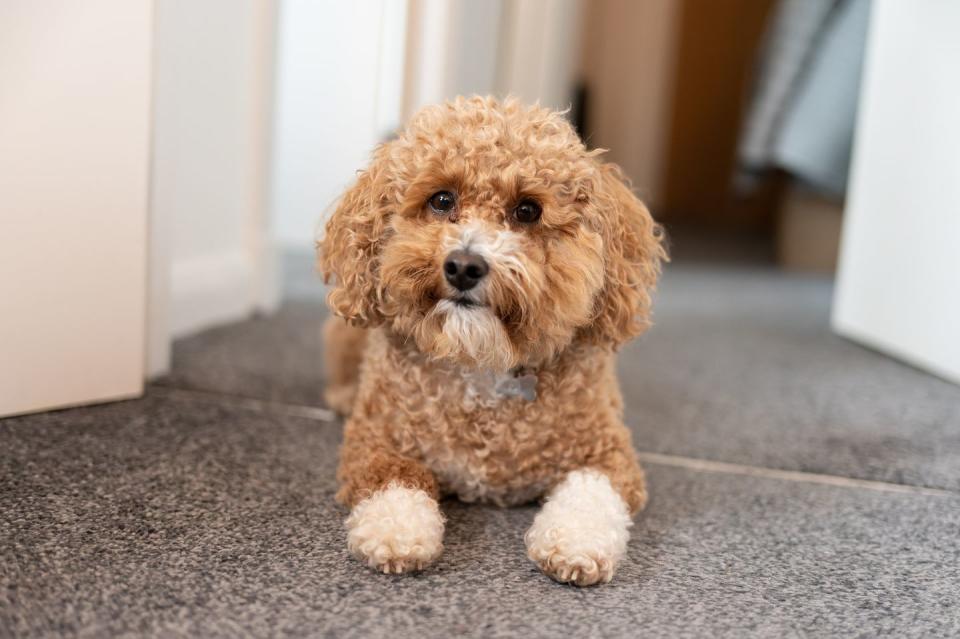 portrait of toy poodle sitting on floor at home smallest dog breeds