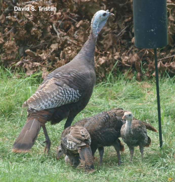 Turkey adult and polts