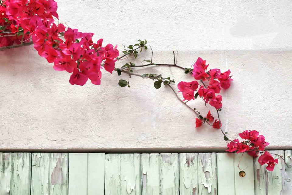 Bougainvillea