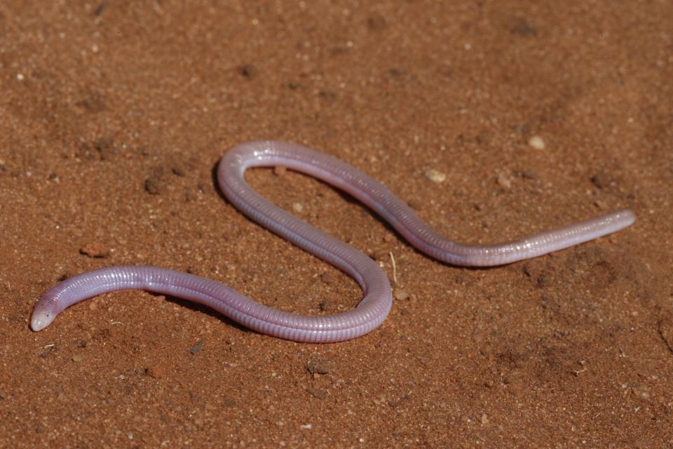 Researchers at UT-Austin know more about a species of snake-like worm known as amphisbaenians